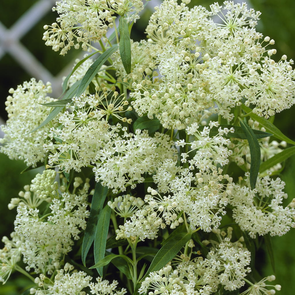 Van Zyverden Asclepias Exclusive Sweet Monarch Blend Set of 9 Bulbs Mixed Full Sun