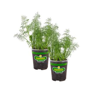 Bonnie Plants 19 oz. Dill Herb Plant (2-Pack) 202007