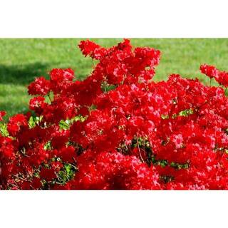 BELL NURSERY 1 Gal. Stewartstonian Azalea Live Evergreen Shrub Orange-Red Flowers (3-Pack) AZLEA1STE3PK