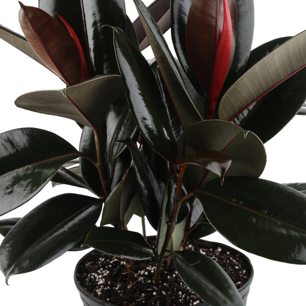 Costa Farms Burgundy Rubber Indoor Plant in 8.75 in. Grower Pot Avg. Shipping Height 2-3 ft. Tall 10BURG