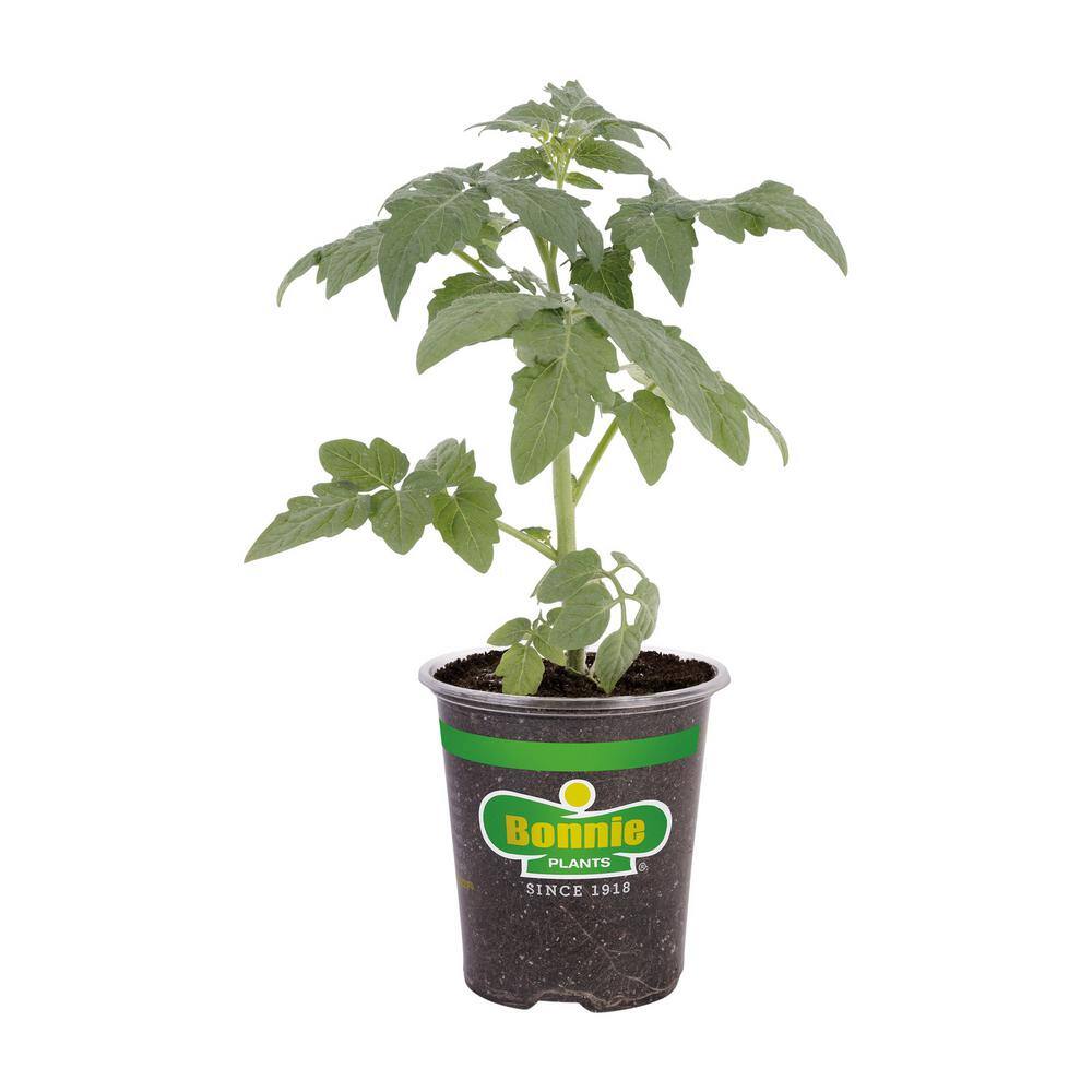 Bonnie Plants 19 oz. Arkansas Traveler Heirloom Tomato Plant 0222