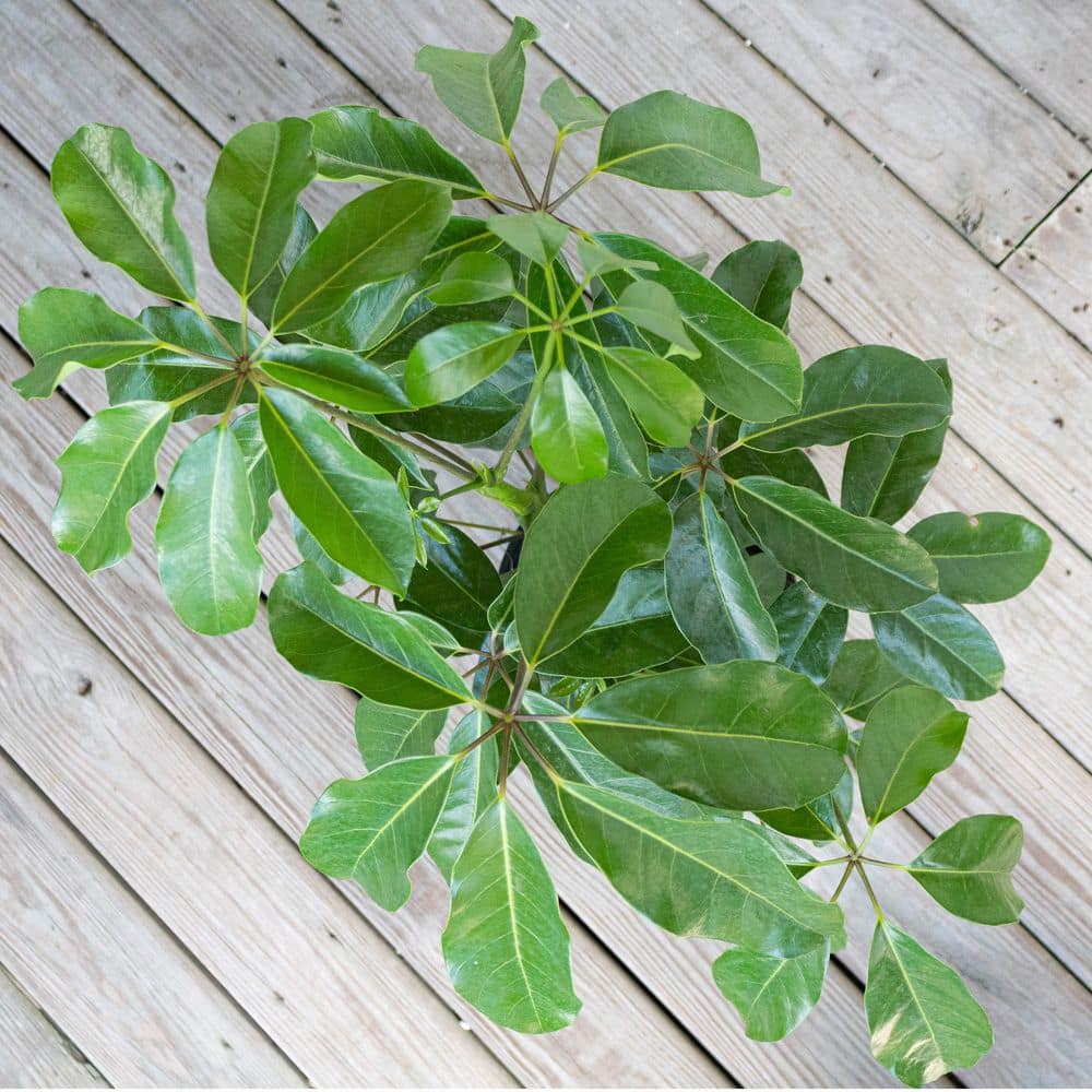 United Nursery Umbrella Tree Schefflera Amate Live Indoor Outdoor Plant in 10 inch Premium Sustainable Ecopots White Grey Pot SAMATE10WG