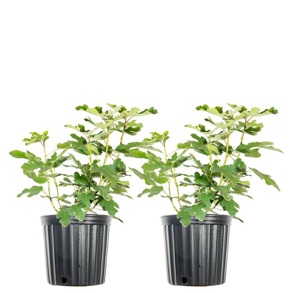 3 Gal. Chicago Hardy Fig Fruiting Tree (2-Pack) THD00124