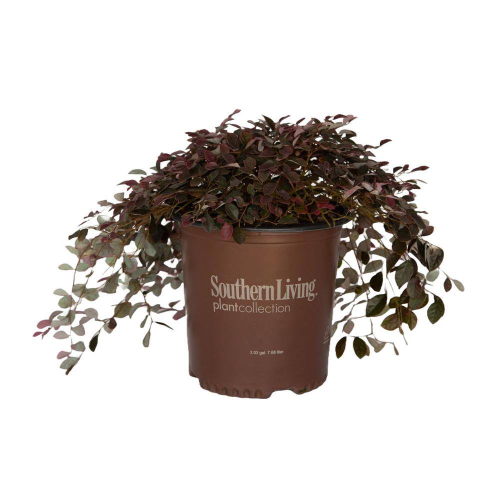 SOUTHERN LIVING 1.5 Gal. Purple Pixie Dwarf Weeping Loropetalum Groundcover Evergreen Shrub with Purple Foliage Pink Blooms 42052
