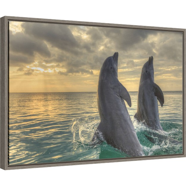 X 16 quot Dolphin Dance By Stuart Westmorland Danita Delimont Framed Canvas Wall Art Amanti Art