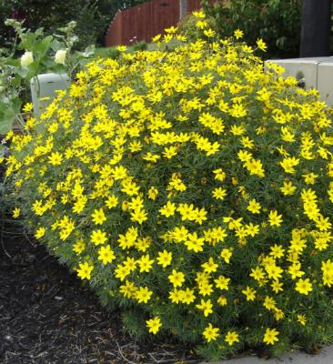 Classy Groundcovers - A collection of Yellow Blooming Plants for Sun that Deer Avoid: 25 Yarrow 'Coronation Gold'， 25 Black Eyed Susan， 25 Coreopsis 'Moonbeam'， 25 Golden Creeping Jenny