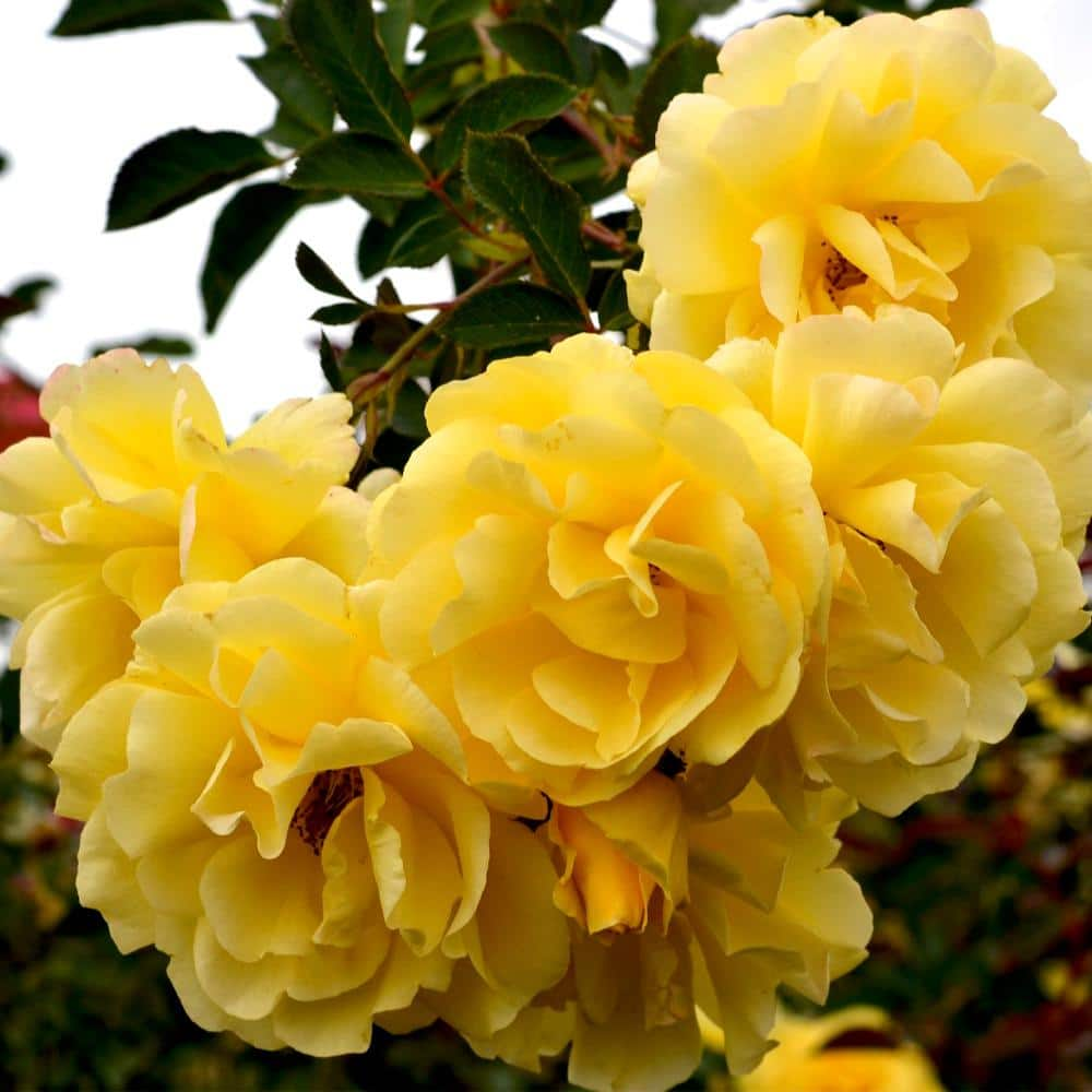 MY CLIMBING 3 Gal. Good Day Sunshine Climbing Rose with Yellow Flowers 17568