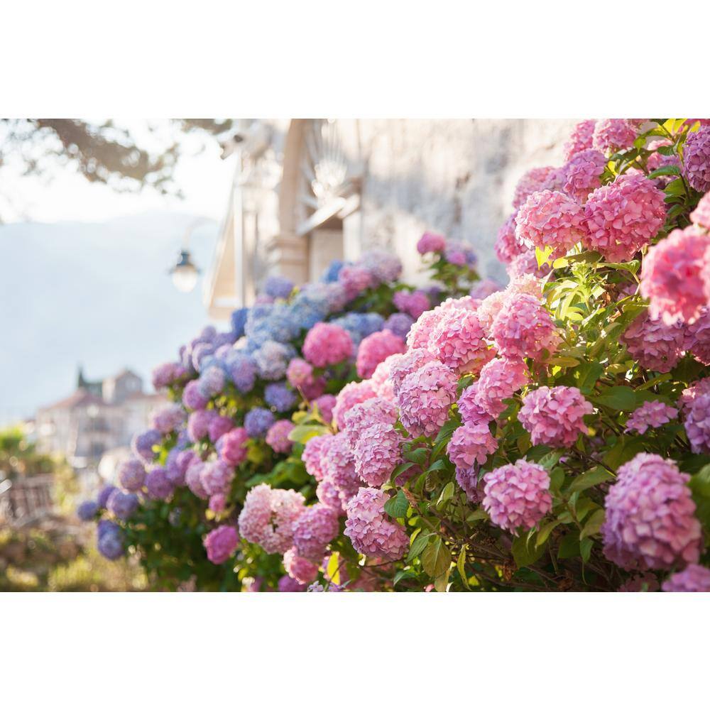 BELL NURSERY 3 Gal. L.A. Dreamin Hydrangea (macrophylla) Live Multi-Colored Flowering Shrub with Pink Blue and Lavender Flowers HYDGA3LAD1PK