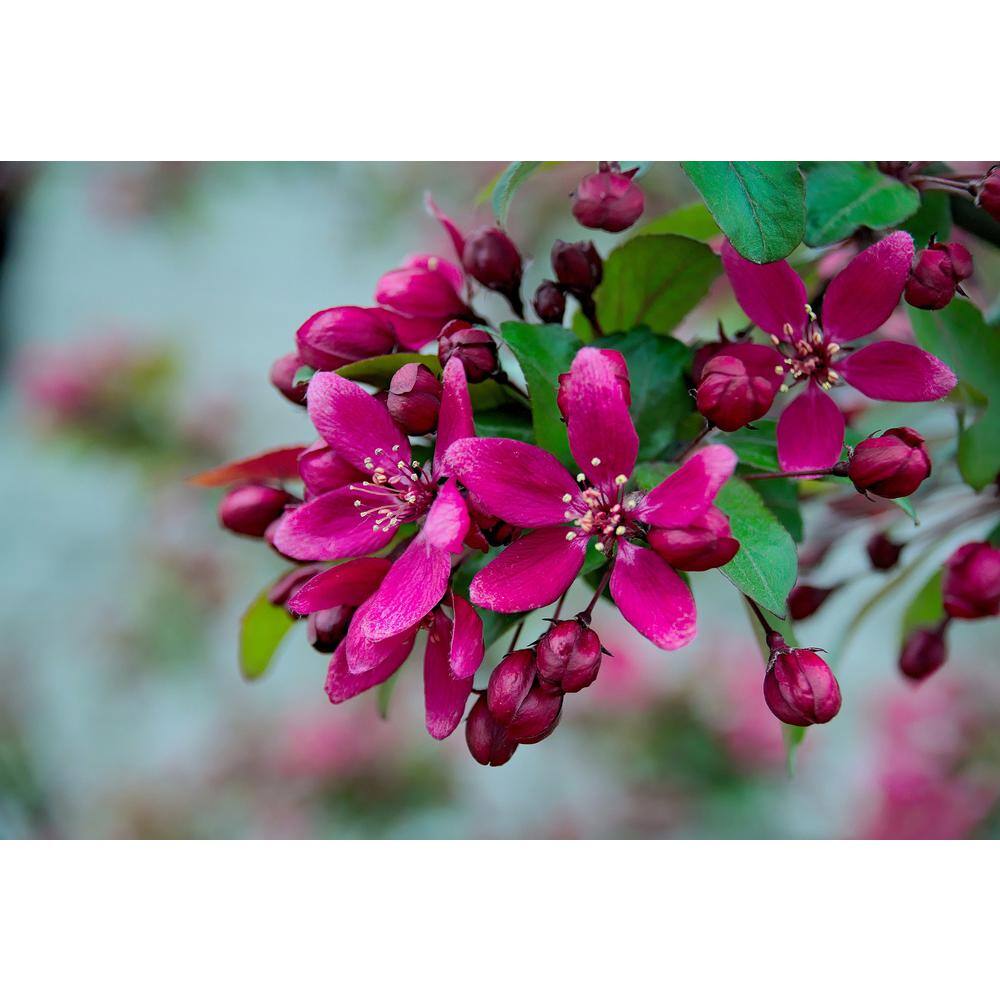 Online Orchards Spring Snow Flowering Crabapple Tree Bare Root FLCA001