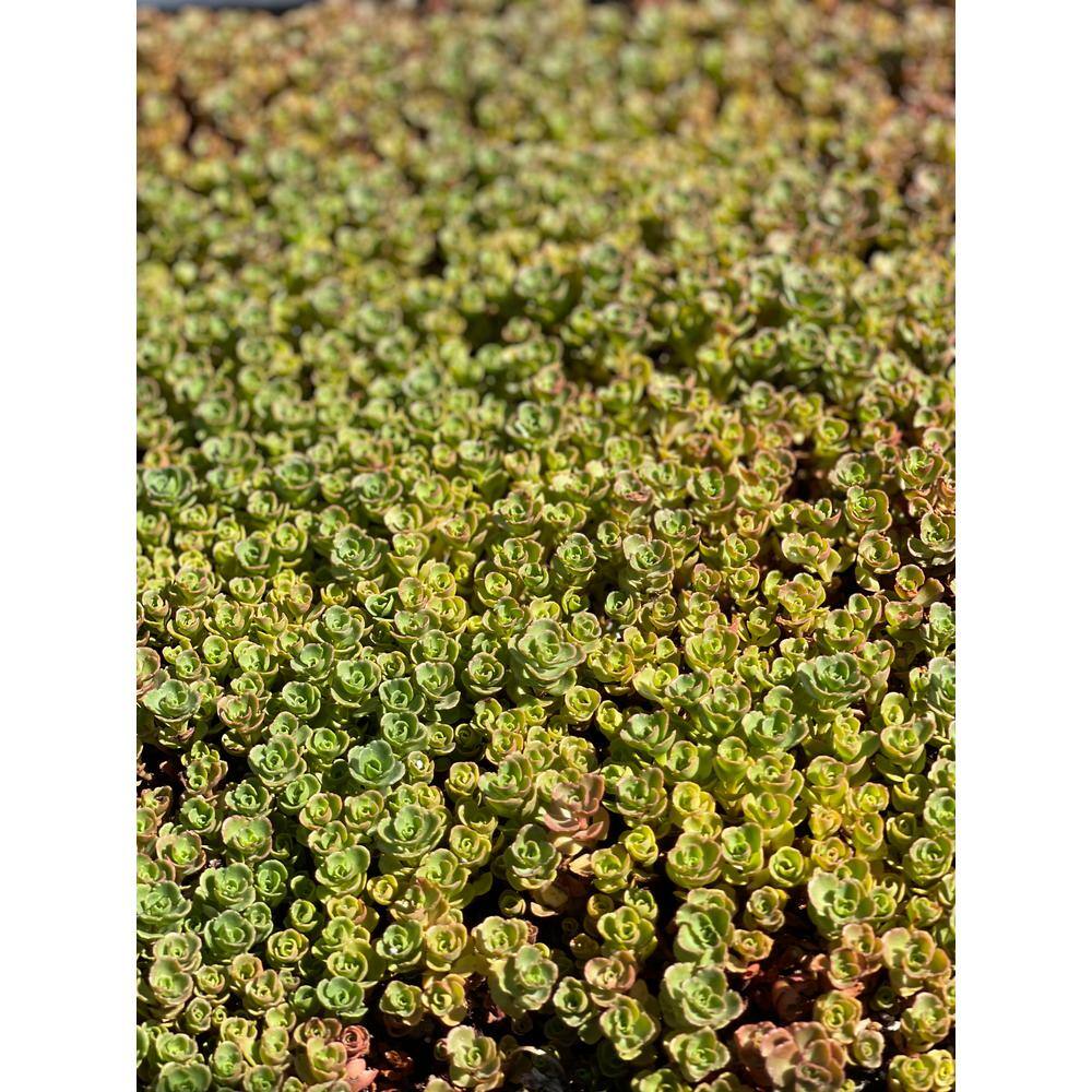 Cesicia John Creech Stonecrop Plant (3-Pack) MMPlant09