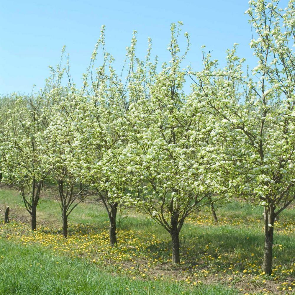 Gurney's Ambrosia Pear Potted Standard Fruit Tree (1-Pack) 81380