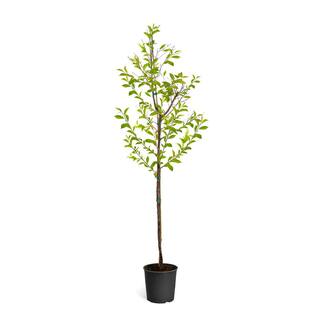 Brighter Blooms 5 Gal. Yoshino Cherry Tree with White Blooms CHE-YOS-56-5
