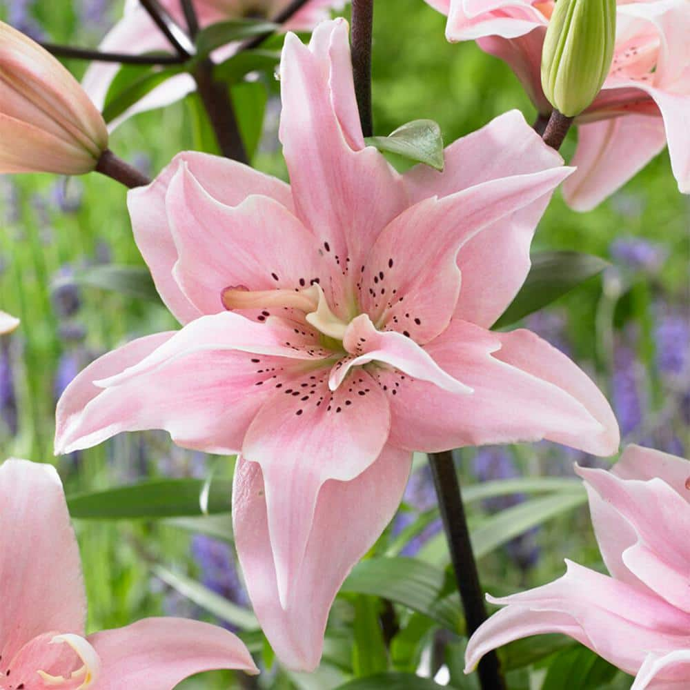 Garden State Bulb 1416 cm Double Elodie Asiatic Lily Flower Bulbs (Bag of 20) ECS-55-20-02