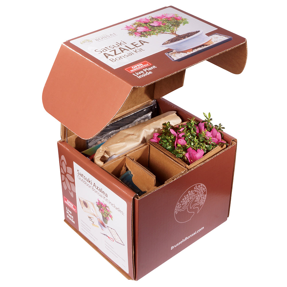 Brussel's Satsuki Azalea Bonsai Kit (Outdoor)