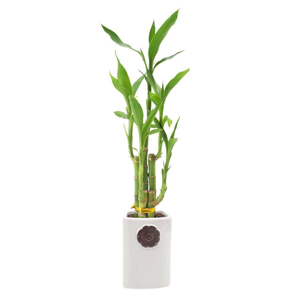 Arcadia Garden Products 2-12 in. 5-Stem Lucky Bamboo Contour II White Ceramic Planter LV27