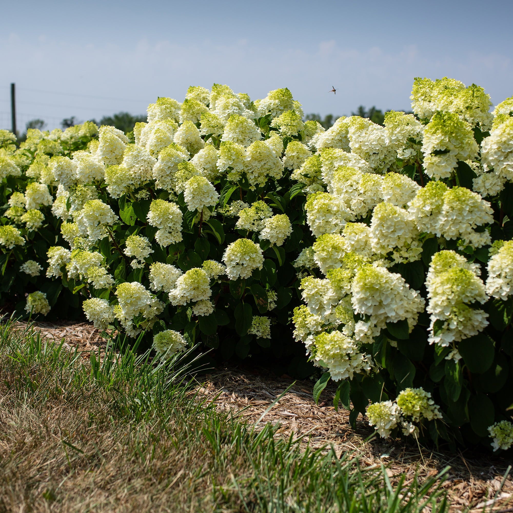 First Editions Hydrangea Little Hottie Live Shrub (2 Gallon)