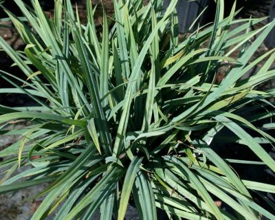 Classy Groundcovers - Carex laxiculmis 'Hobb' (Bunny Blue  )  {25 Pots - 3 1/2 inch Square}