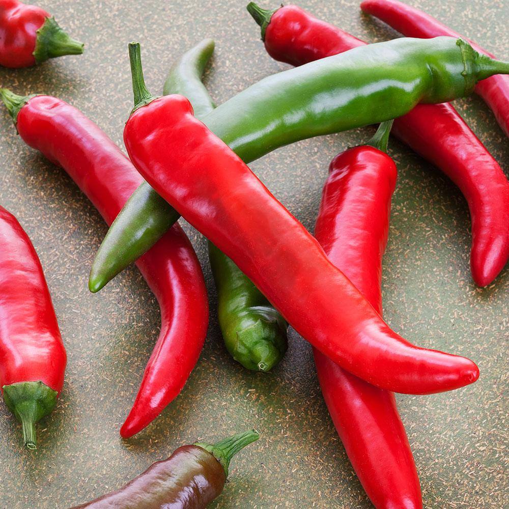 Bonnie Plants 19 oz. Garden Salsa Pepper Plant 2906