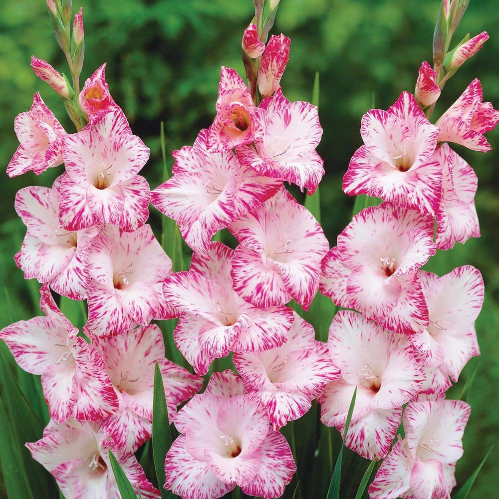 VAN ZYVERDEN Gladiolus Magenta Blend Set of 25 Bulbs 84519