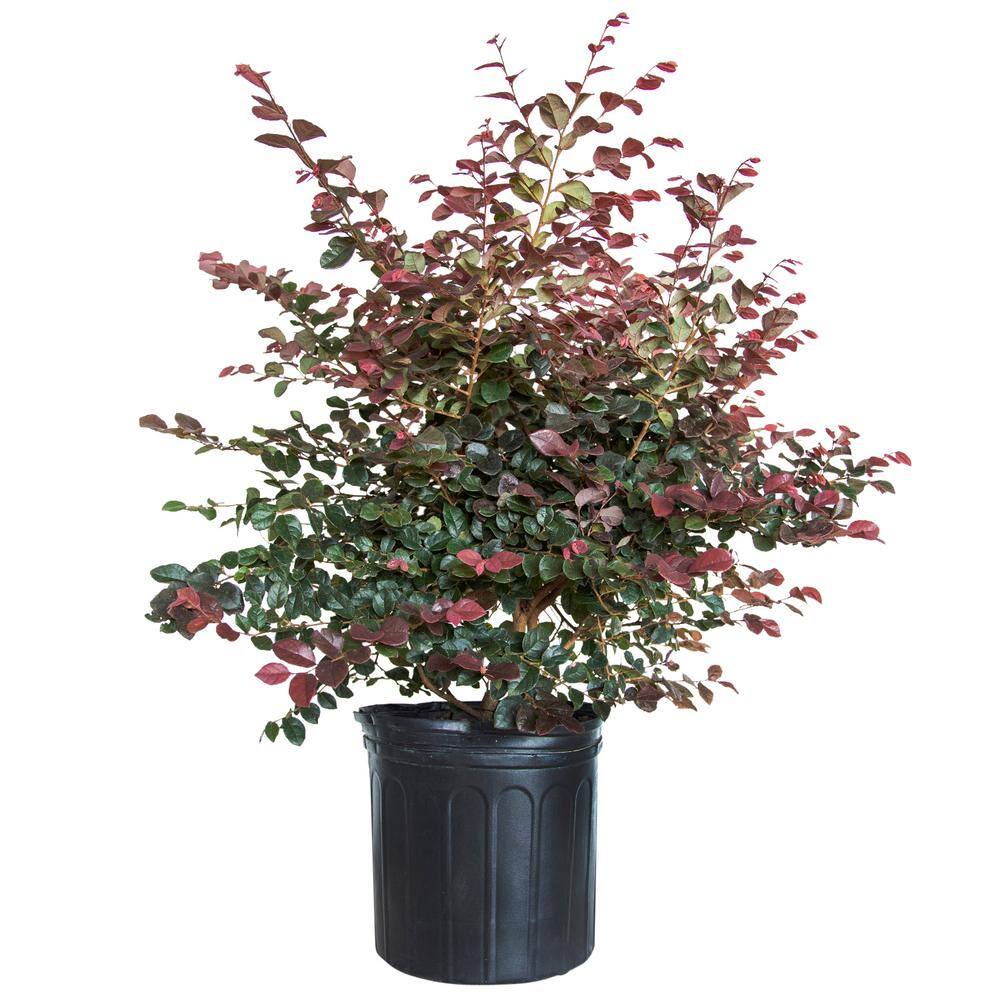 FLOWERWOOD 2.5 Gal - Ruby Loropetalum - Live Evergreen Shrub with Purple Foliage 39793FL