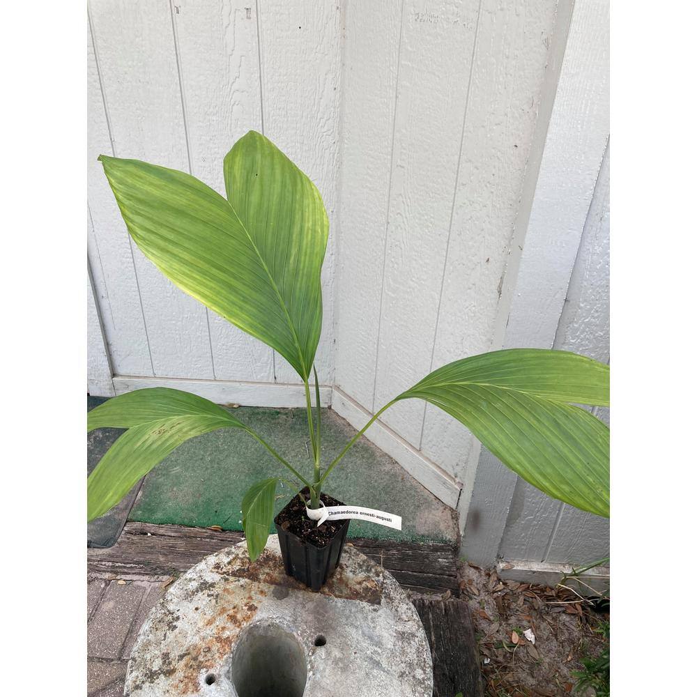 Wekiva Foliage Ernest August's Palm - Live Plant in an 4 Inch Growers Pot - Chamaedorea Ernesti Augusti - Rare Ornamental Palm ErnestAugustsPalm4