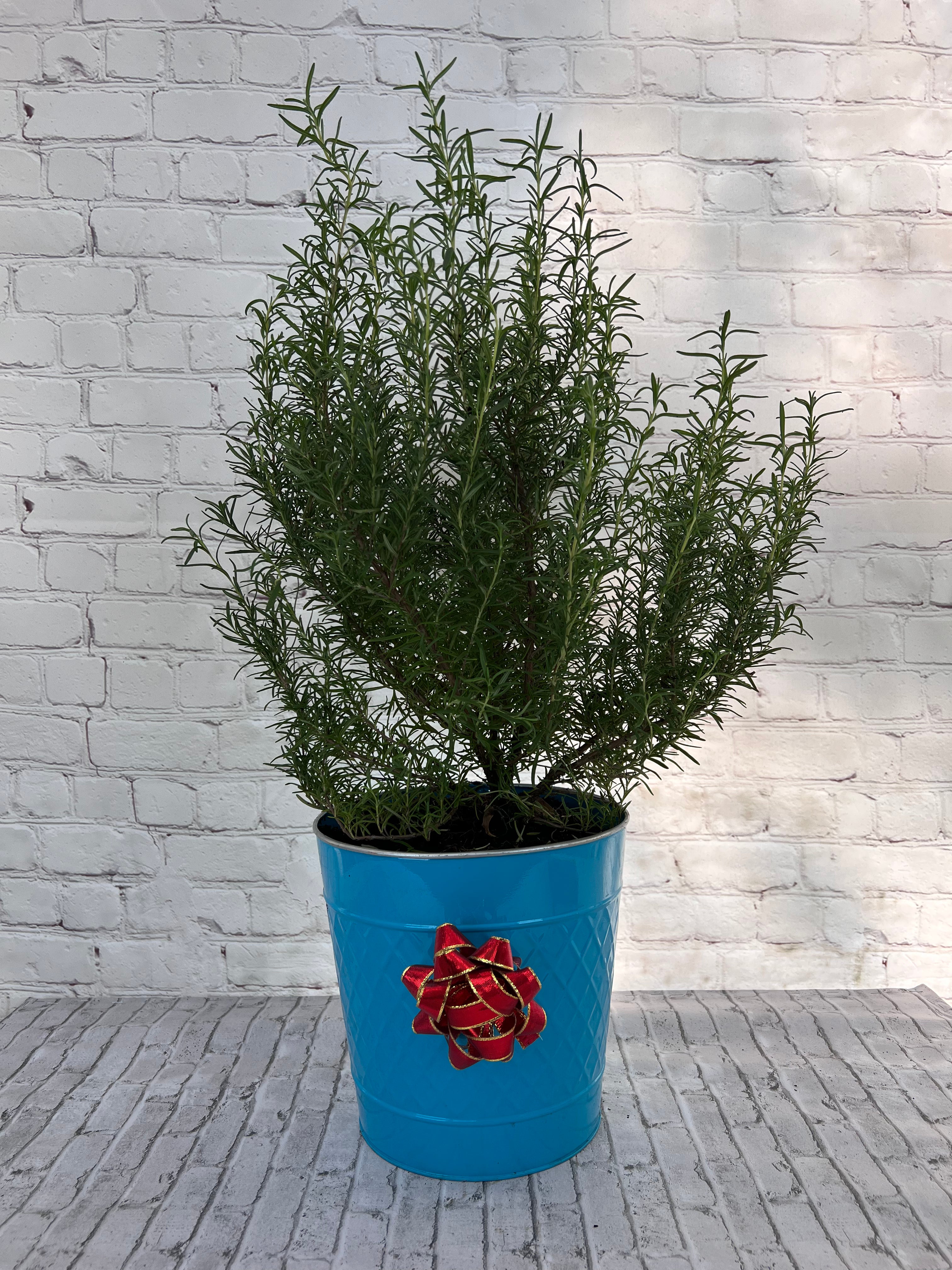 Gorgeous Rosemary Mini Christmas Tree-Live