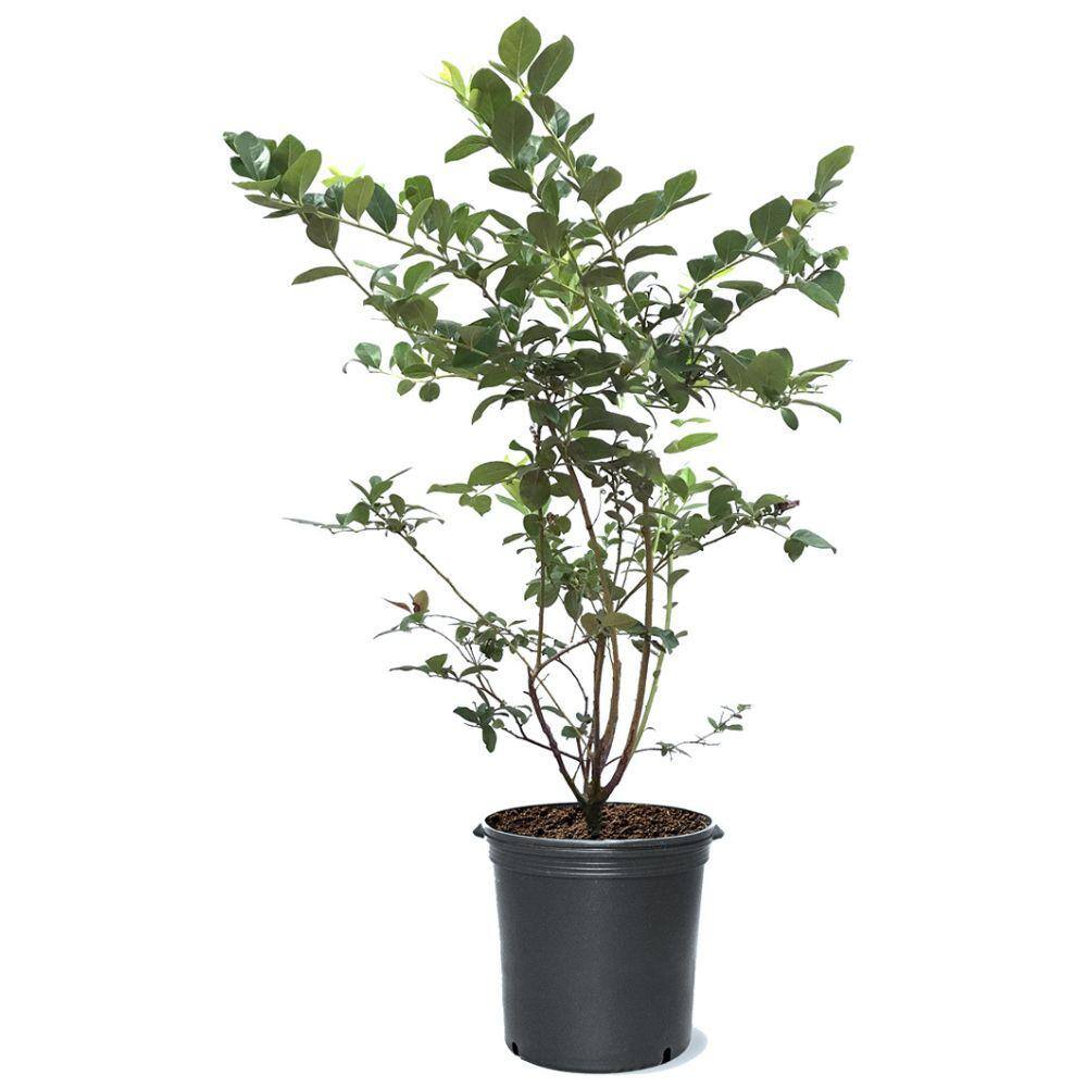 1 Gal. Premier Rabbiteye Blueberry Plant BLUPRE01G