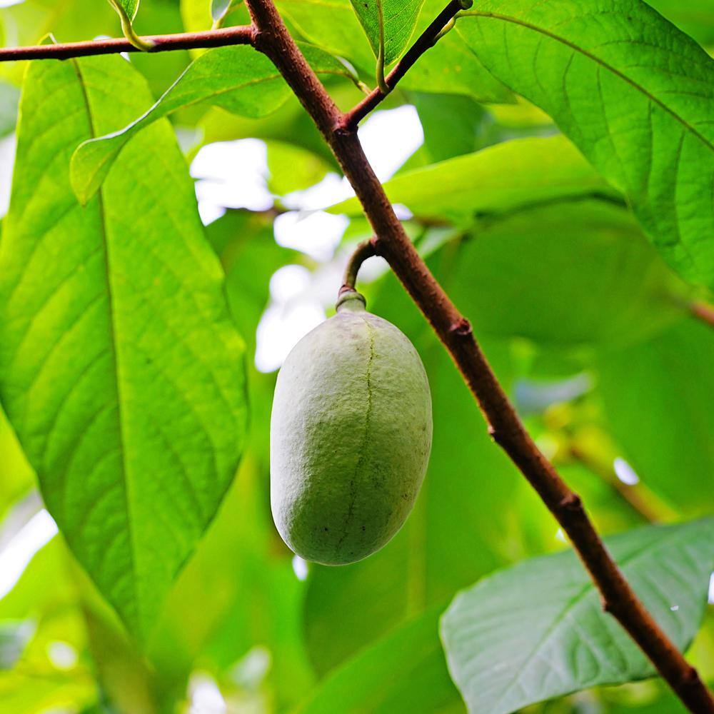1 Gal. Paw Paw Seedling Fruit Tree PAWPAW01G