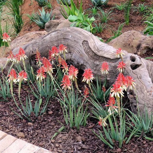 Safari Sunrise Aloe (2.5 Quart) Flowering Perennial with Succulent Green Foliage - Full Sun to Part Shade Live Outdoor Plant