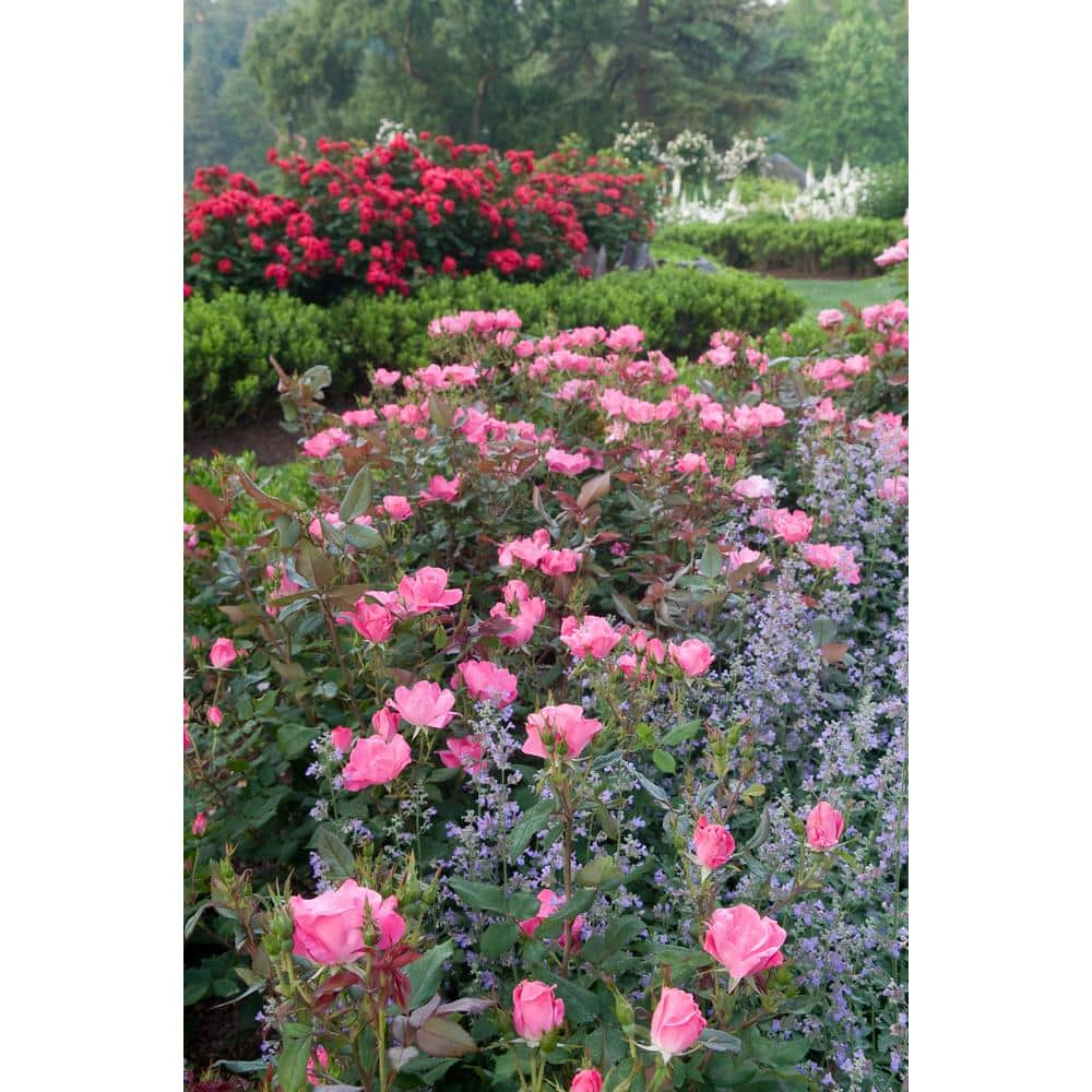 KNOCK OUT 2 Gal. Pink Knock Out Rose Bush with Pink Flowers 14472