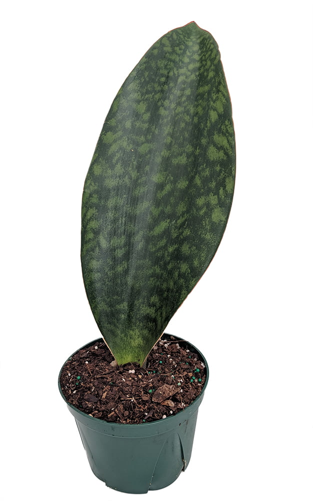 Shark Fin Snake Plant - Whale Fin - Sanseveria masoniana - 6