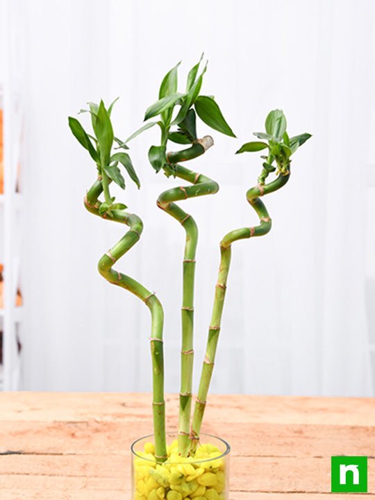 60 cm Spiral Stick Lucky Bamboo Plant - (Pack of 3)