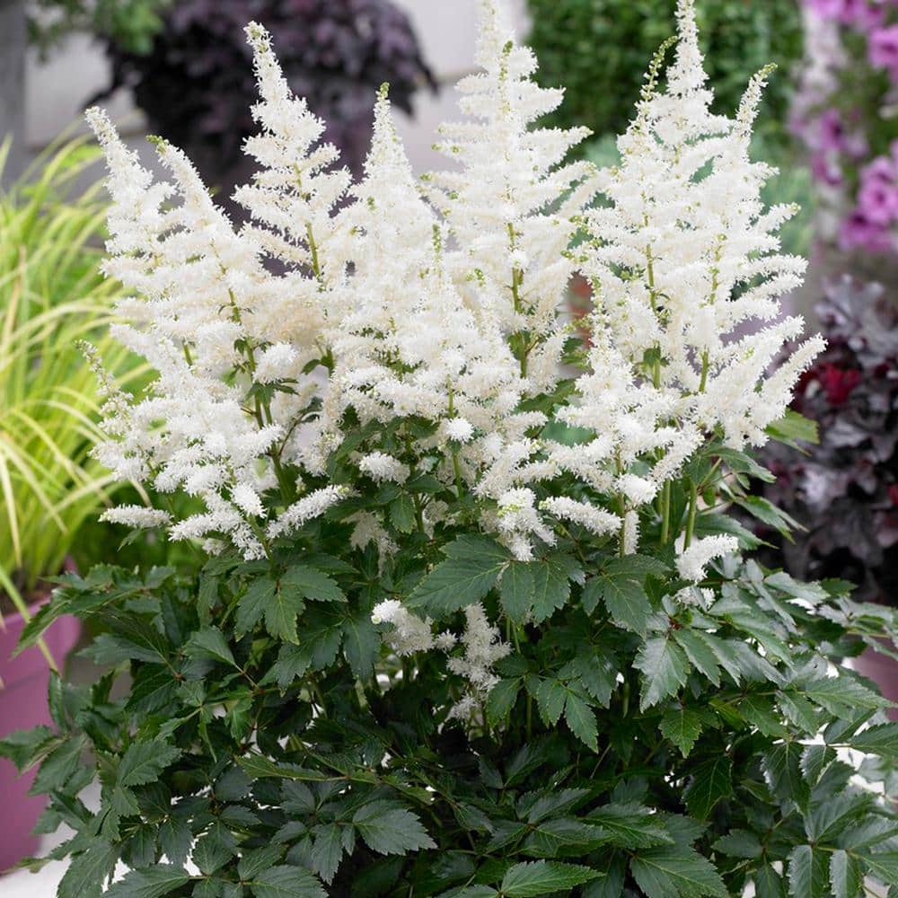 VAN ZYVERDEN Astilbe Bridal Veil Roots (Set of 5) 83833