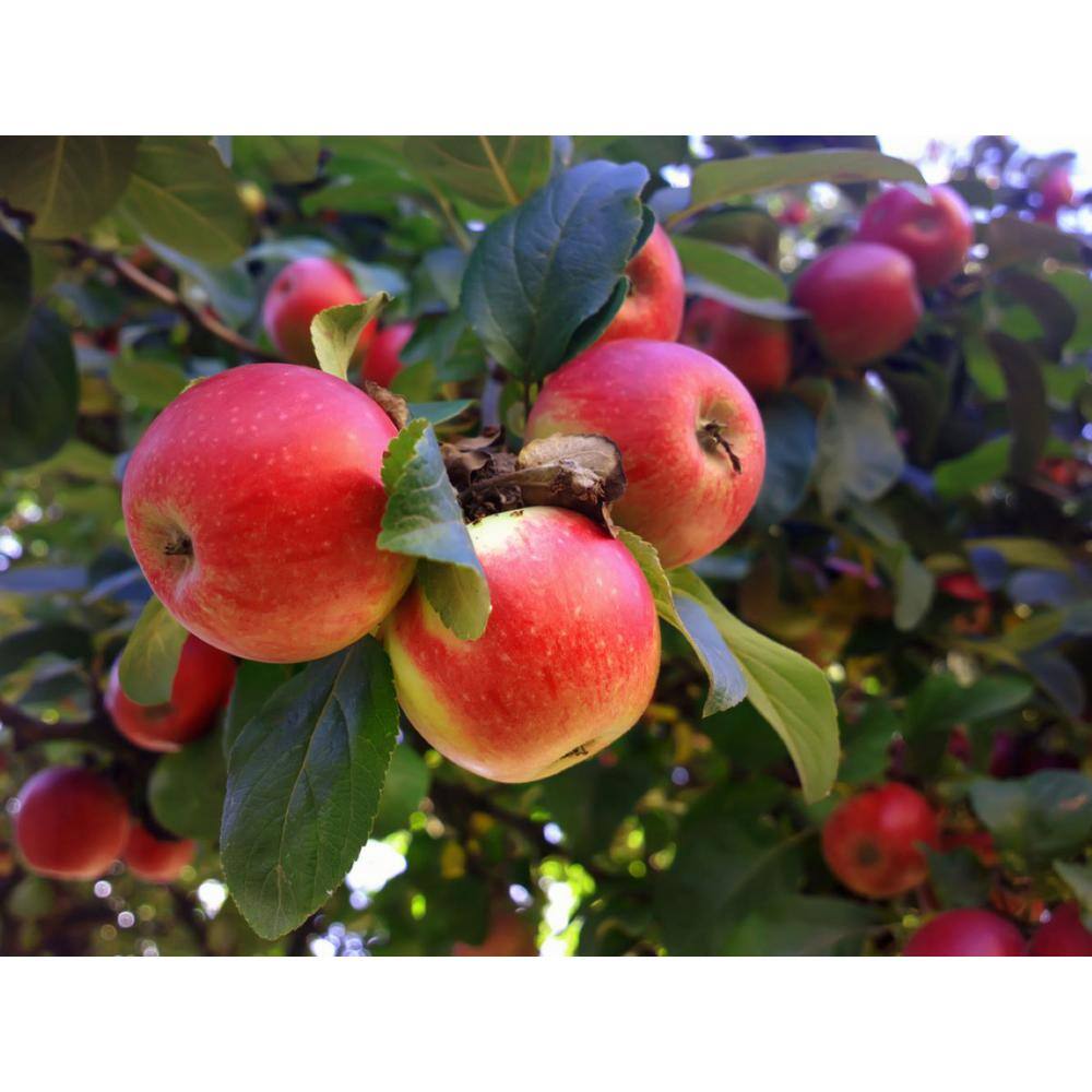 Online Orchards 3 ft. Beverly Hills Low Chill Apple Tree with Ability to Produce Fruit in Warm Climates Such as California and Florida FTAP211