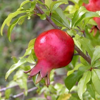 national PLANT NETWORK 2.5 Qt. Dwarf Pomegranate Punica Granatum Plant With Orange Blooms in Grower Pot HD7225