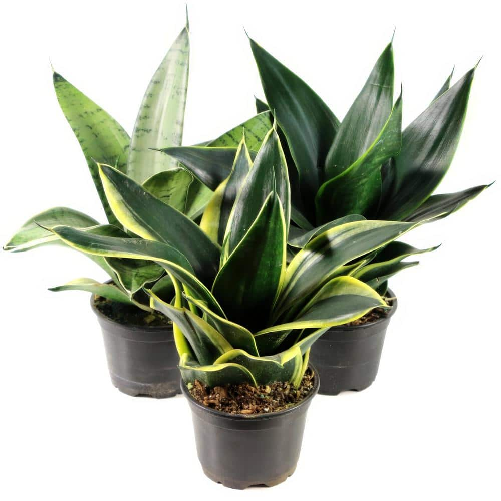 national PLANT NETWORK 4 in. Sansevieria Hahnii (3-Pack) HD1825