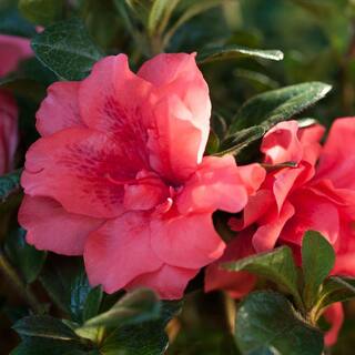 ENCORE AZALEA 2 Gal. Autumn Princess Shrub with Salmon-Pink Reblooming Flowers 80362