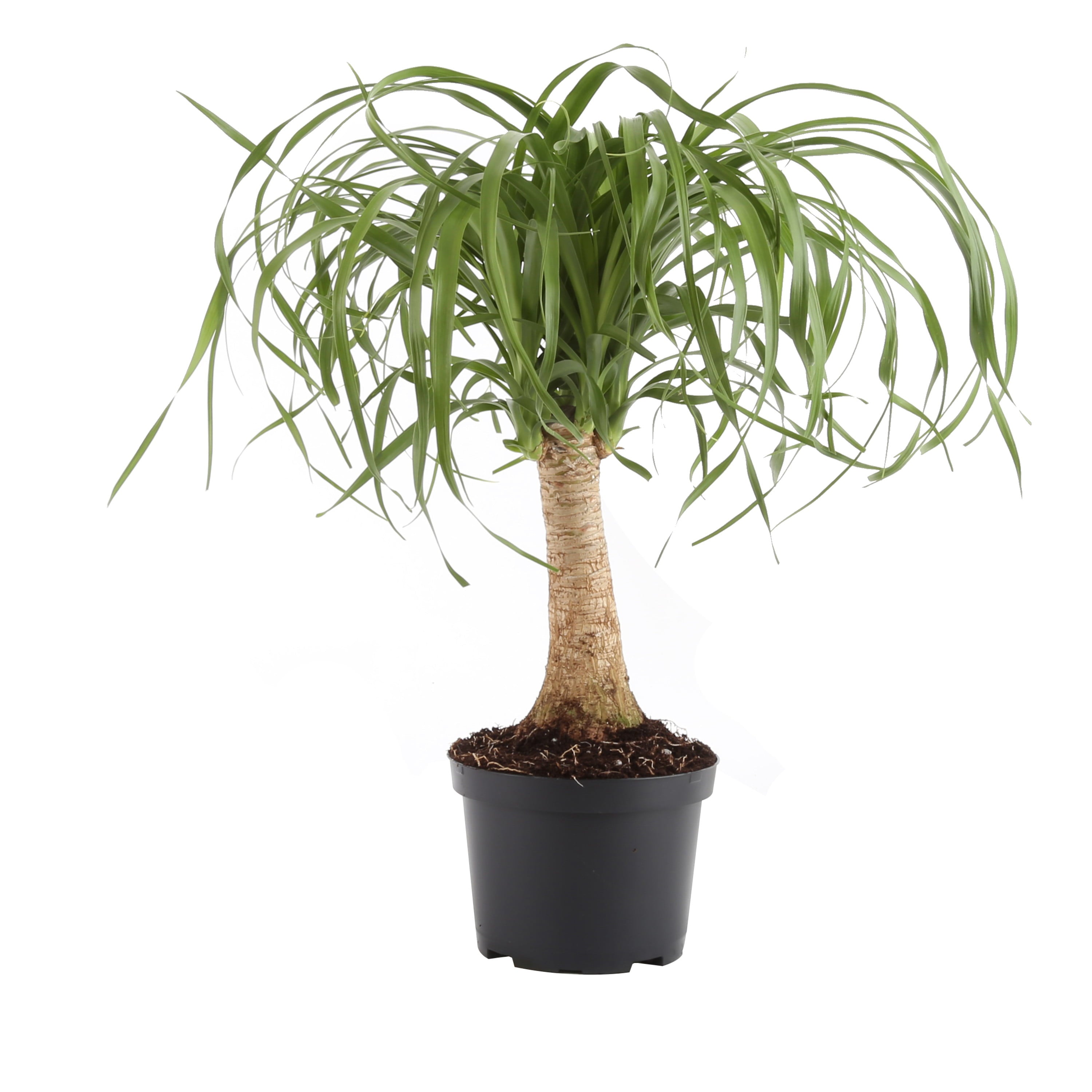 Costa Farms  Live Indoor 15in. Tall Green Ponytail Palm; Medium， Indirect Light Plant in 6in. Grower Pot