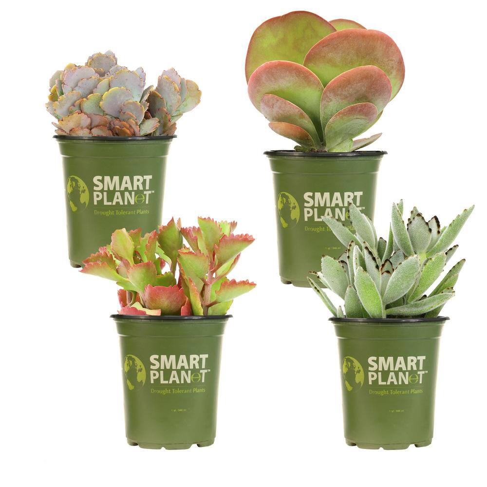 SMART PLANET 1 qt. Kalanchoe Assorted Succulents (4-Pack) 0872636