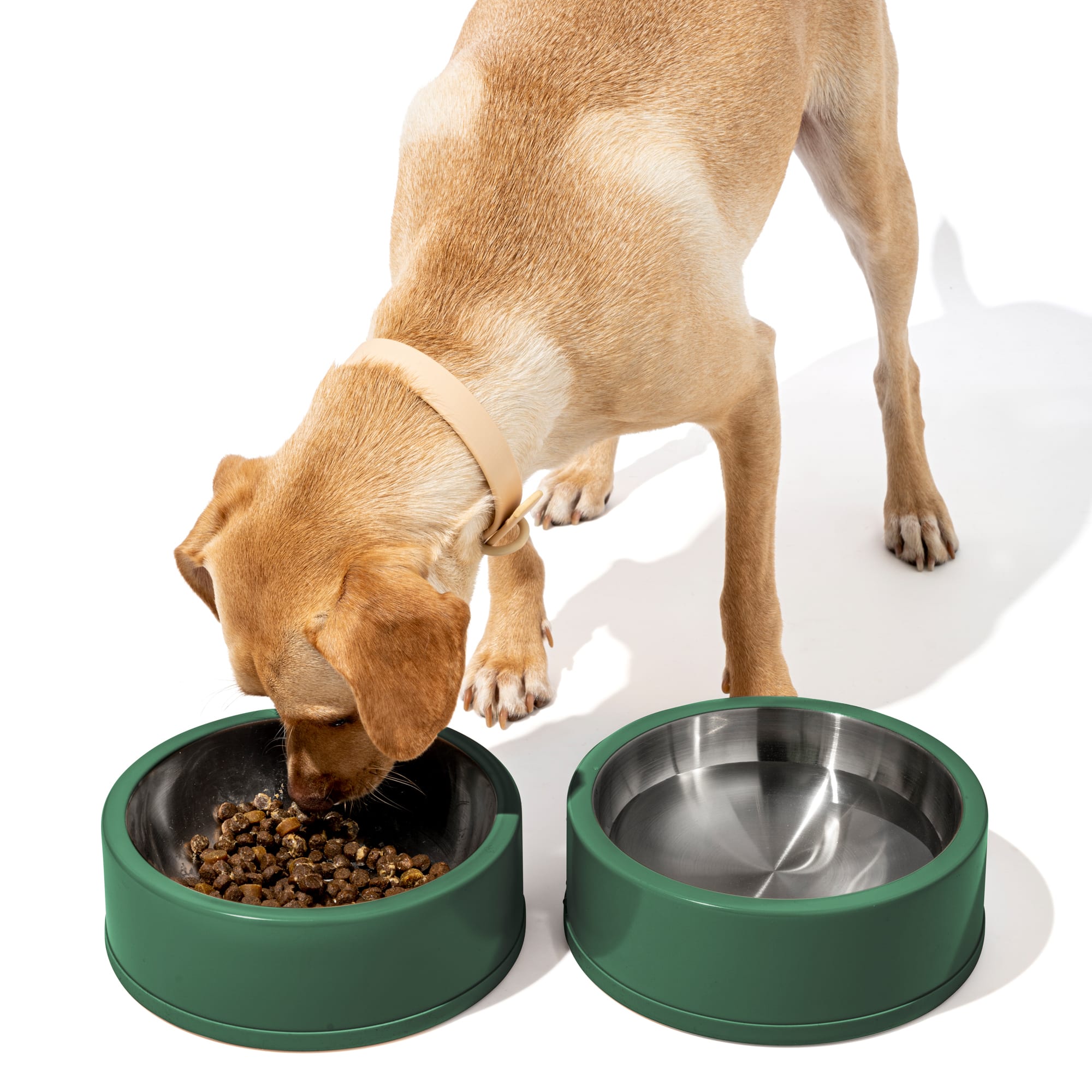 Wild One Spruce Stainless Steel Dog Bowl