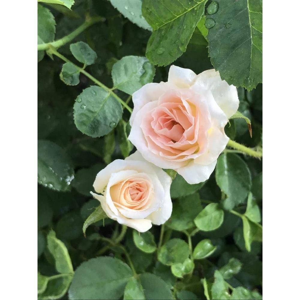 1 Gal. Dawn Brindabella Live Rose with Salmon Flowers (1-Pack) ROSBR1DWN1PK