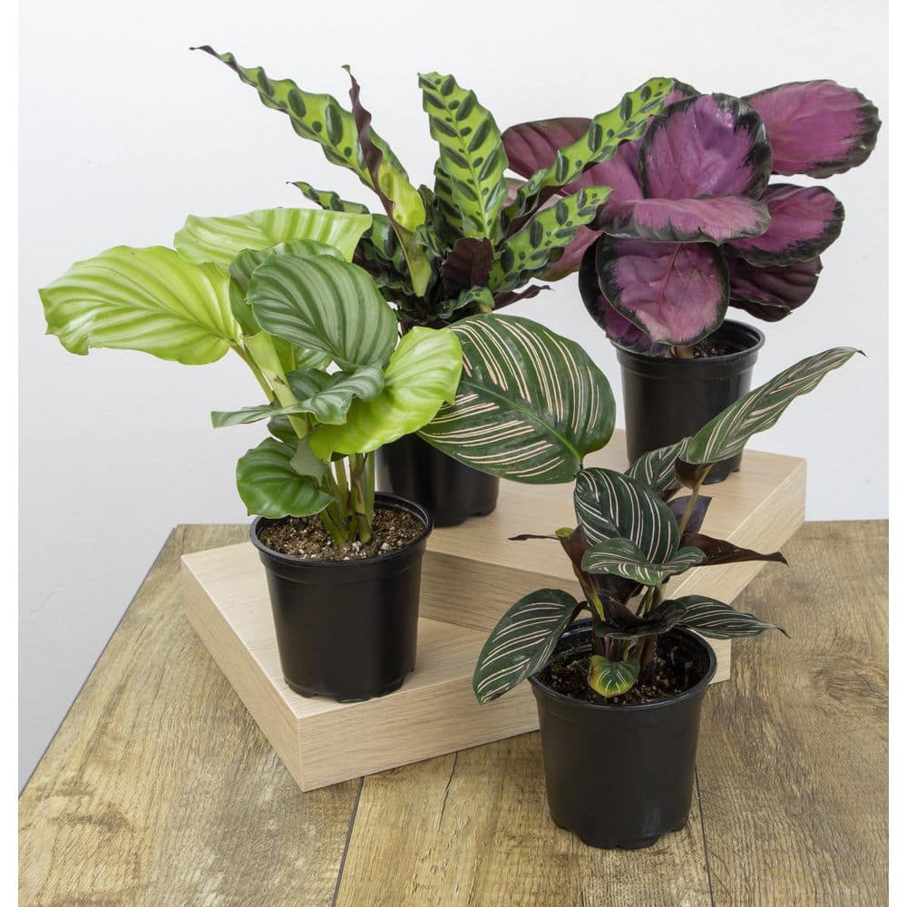 ALTMAN PLANTS 4 in. Calathea Asst (4-Pack) 0872717