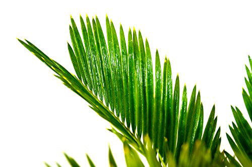 9GreenBox - Japanese Sago Palm - GREAT GIFT EASY TO GROW - 4