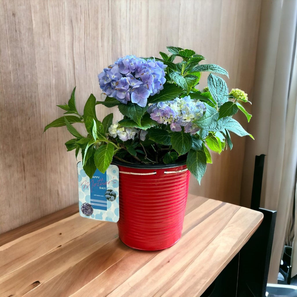 Mini Penny Hydrangea with beautiful pot