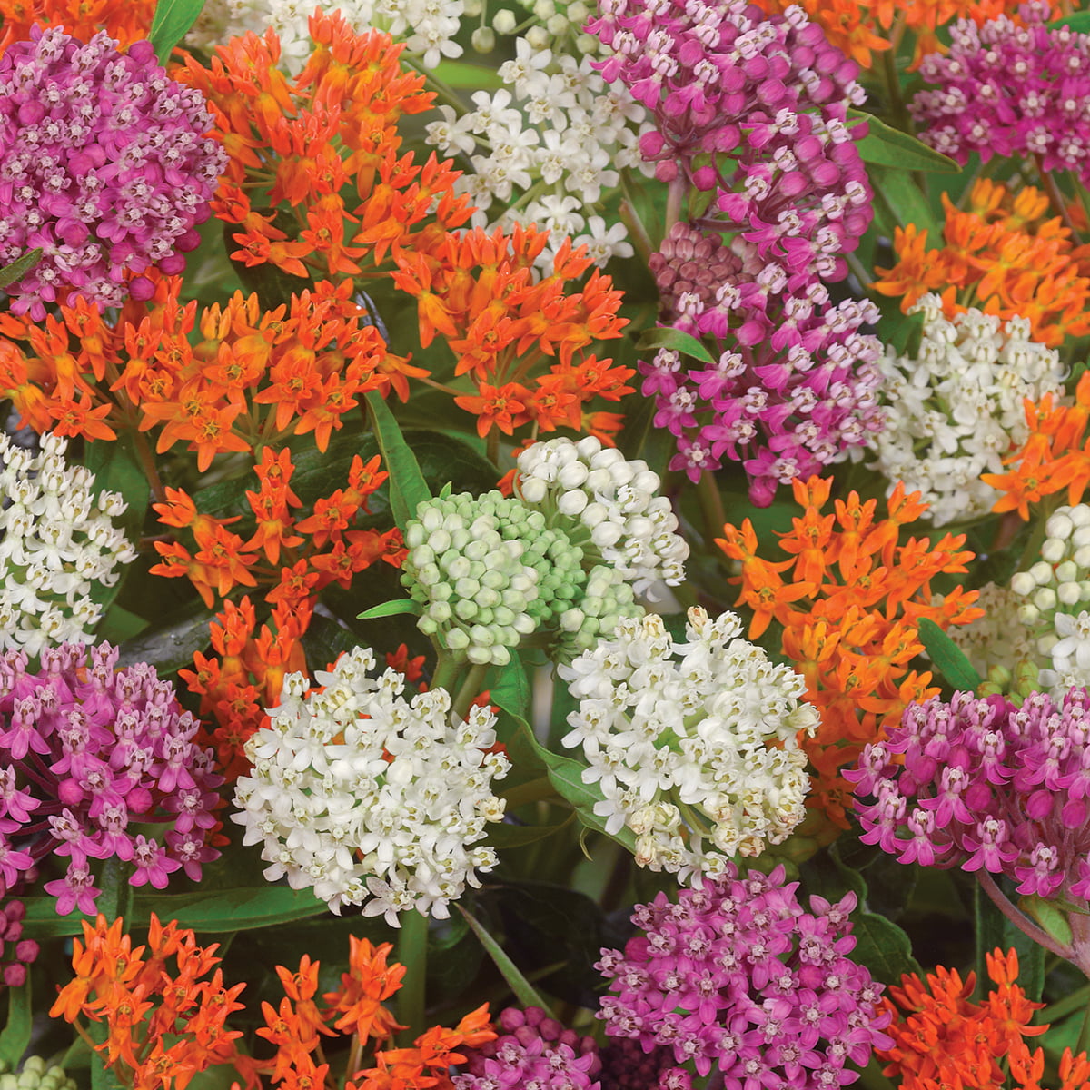 Van Zyverden Asclepias Exclusive Sweet Monarch Blend Set of 9 Bulbs Mixed Full Sun