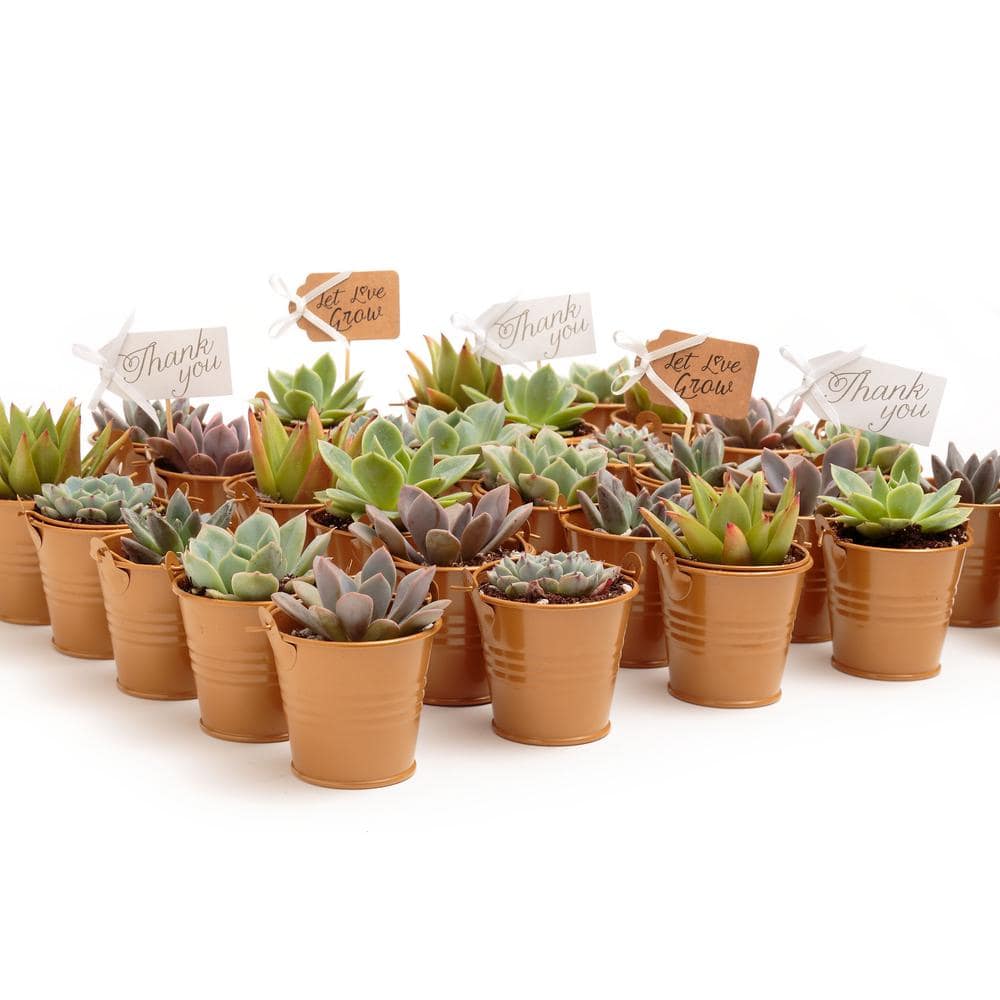 The Succulent Source 2 in. Wedding Event Rosette Succulents Plant with Caramel Metal Pails and Thank You Tags (30-Pack) 2-R-C-TY-30