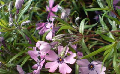 Classy Groundcovers - Phlox subulata 'Purple Beauty'  {25 Pots - 3 1/2 inch Square}