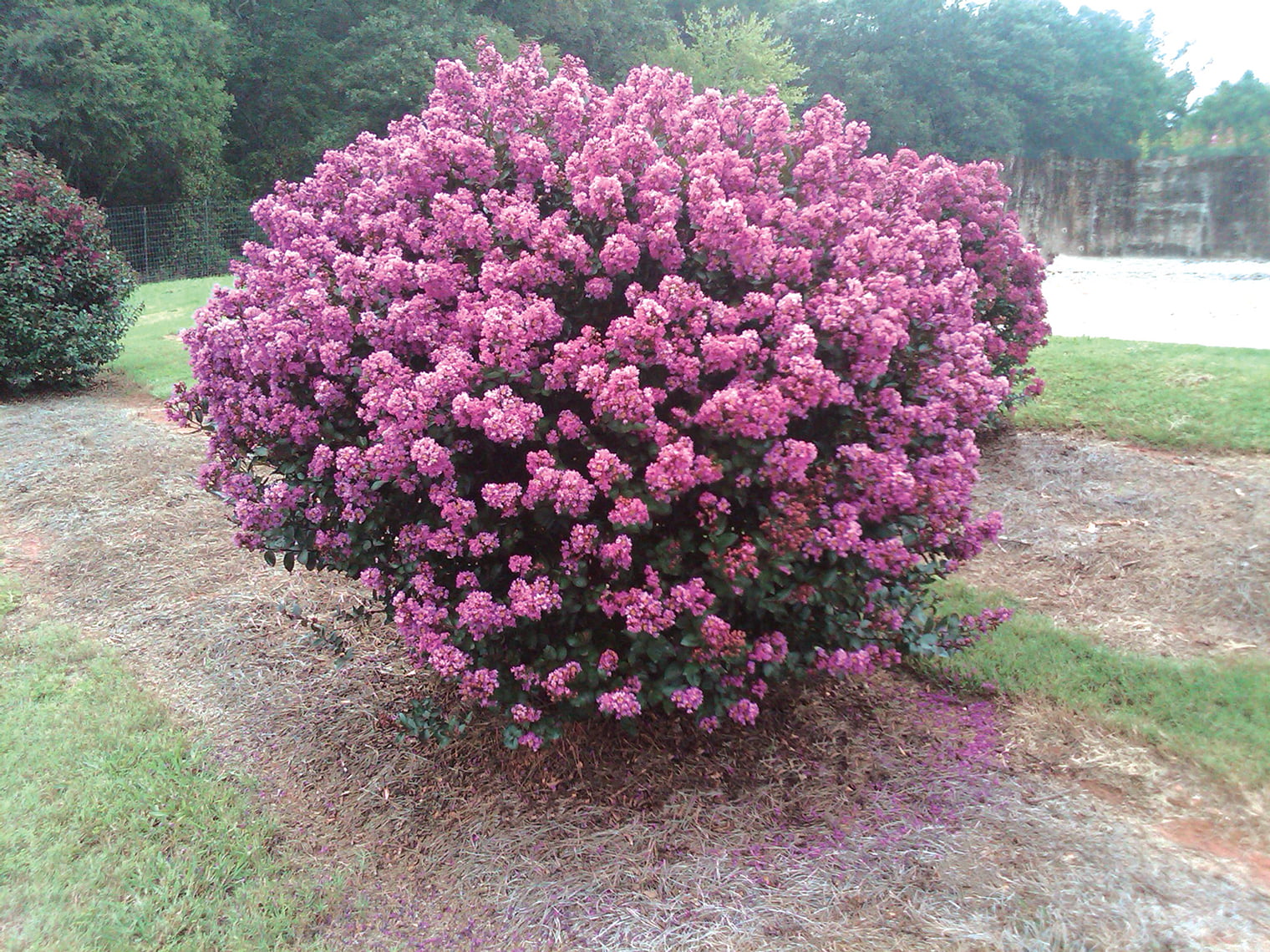 Bloomables® 2.25 gal Crape Myrtle Enduring Lavender - Lavender Blooms - Live Plant - 1 Piece