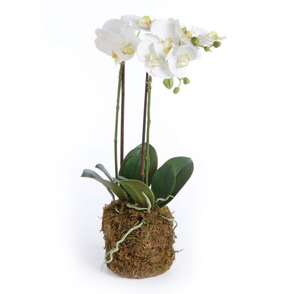 Phalaenopsis Orchid DropIn 23