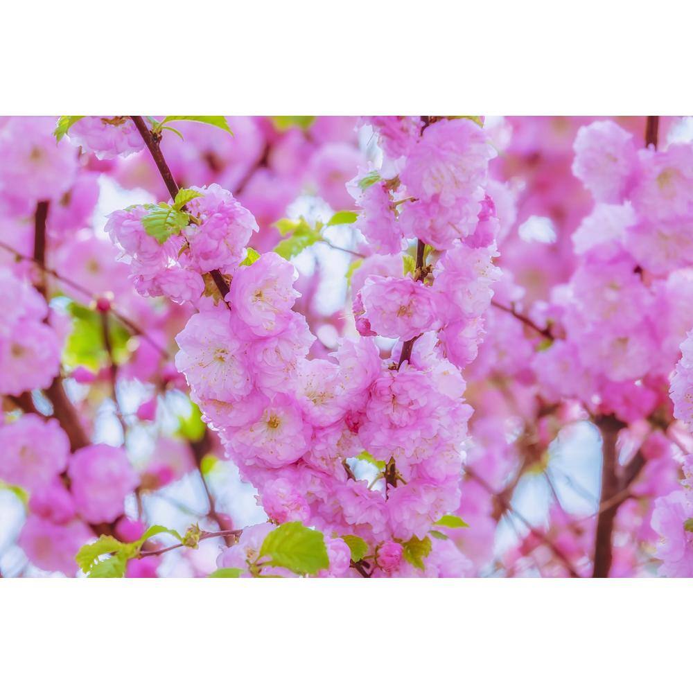 Online Orchards Shogetsu Cherry Blossom Tree (Bare Root 3 ft. to 4 ft. Tall) FLCH007